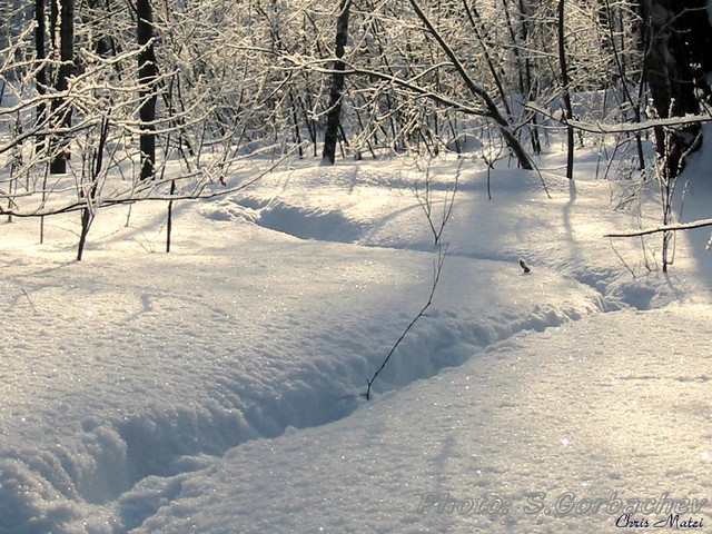 a_morning's_walk