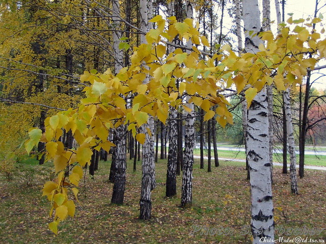 autumn_birchs