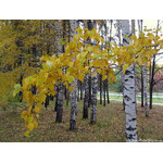 autumn_birchs