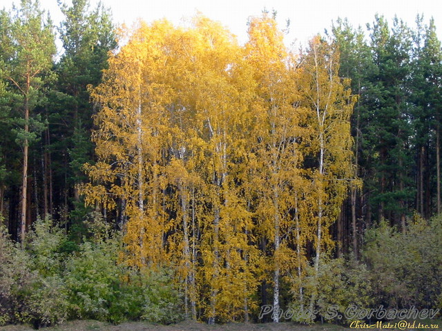 autumn_birchs_II
