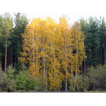 autumn_birchs_II