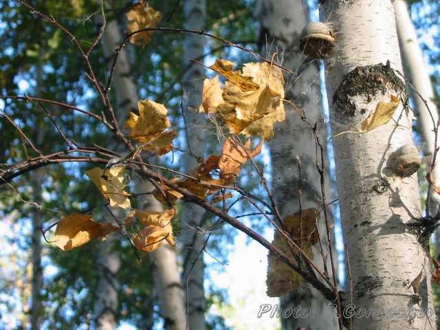 autumn_round_dance