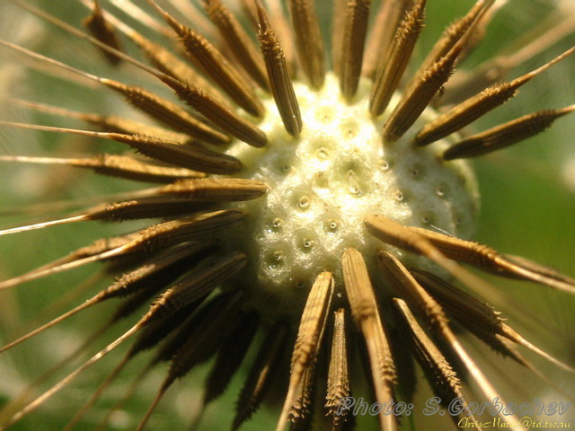 ball