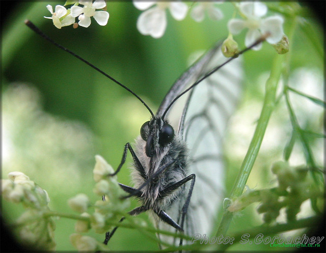 baterfly01