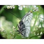 baterfly01