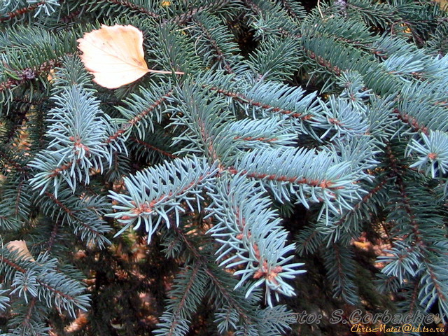 blue_fir