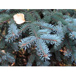 blue_fir