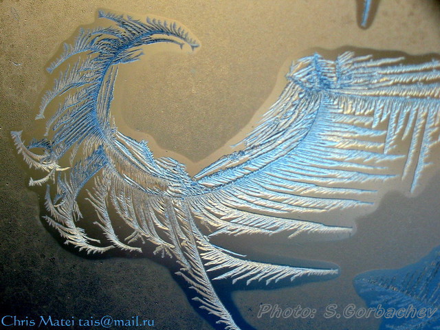 bluebird_of_happiness