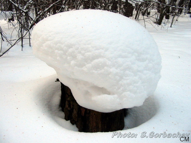 cap_(winter_edition)