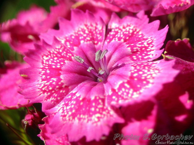 carnation