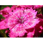 carnation