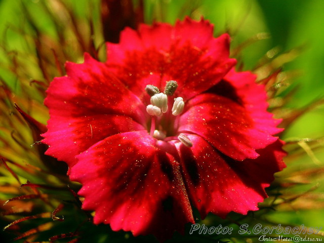 carnation_red