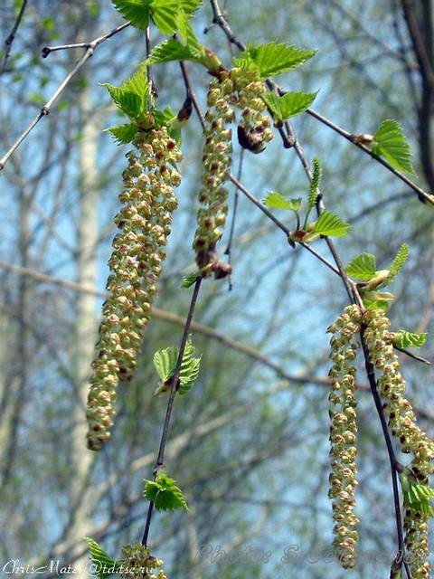 catkins
