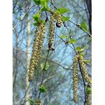 catkins