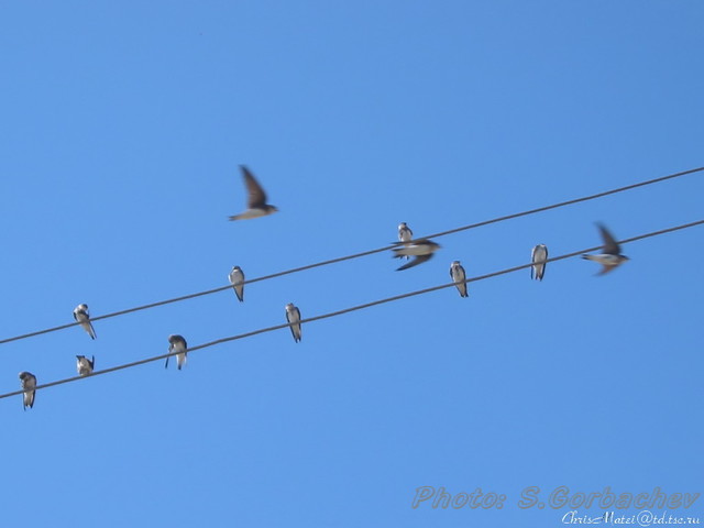 changing_of_staves_or_new_melody