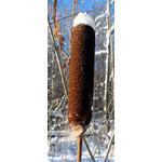 choc-ice_cream_on_a_stick