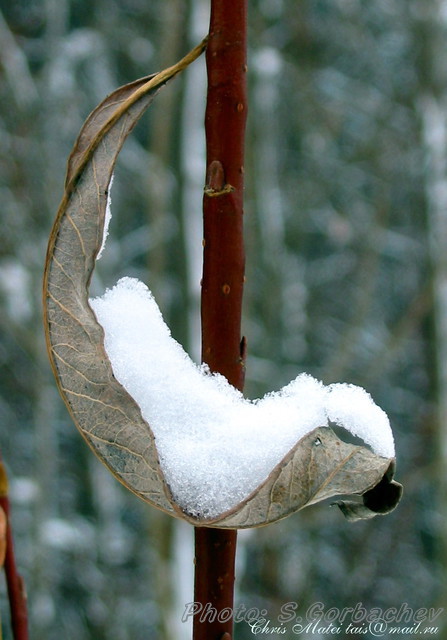 cradle