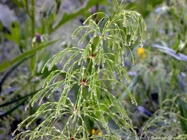 dew