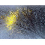 feather