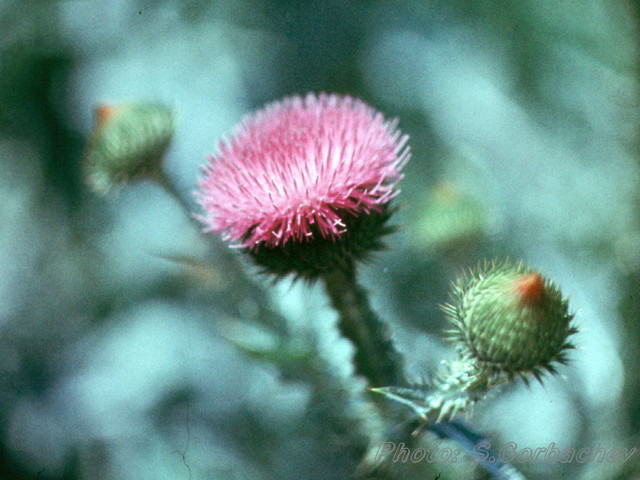 flower02