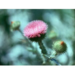 flower02