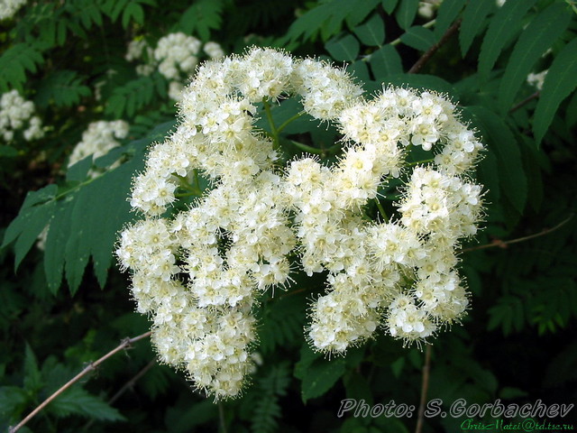 flower_tracery
