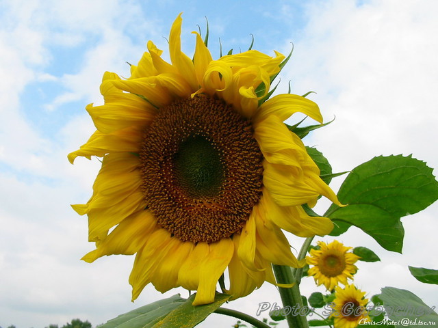 floweret
