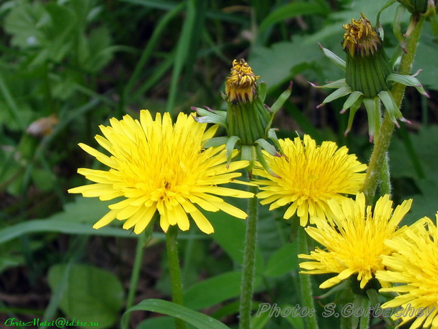 flowering_line_&_ripening_line