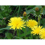 flowering_line_&_ripening_line