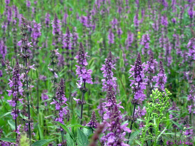 flowering_meadow