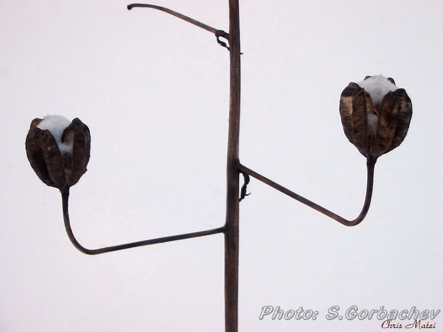 forestlight_(streetlight)