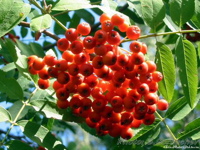 fresh_ashberry