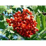 fresh_ashberry