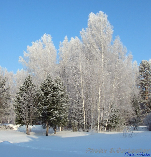 fresh_snow_trees_(March)