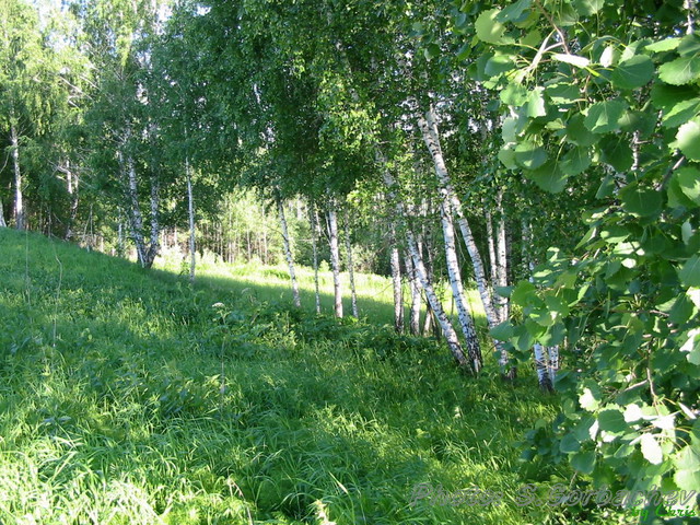 green_peace