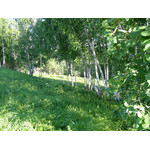 green_peace