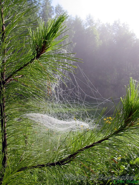 hunting_for_a_mist