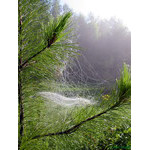 hunting_for_a_mist