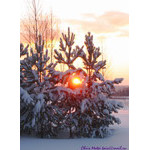 inquisitive_sun