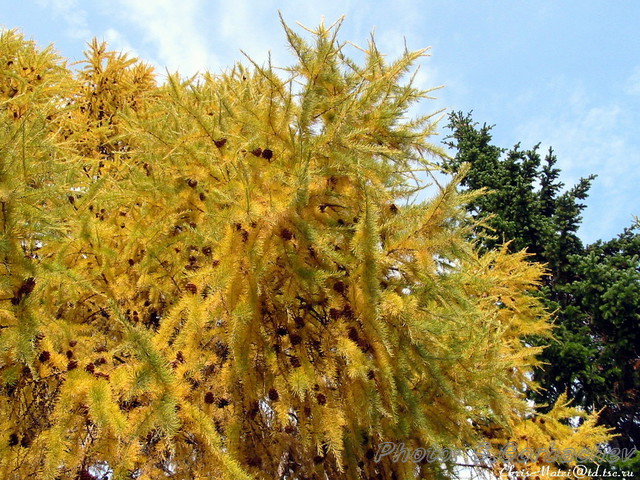 larch