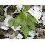 leaf(flag_of_capitulation)
