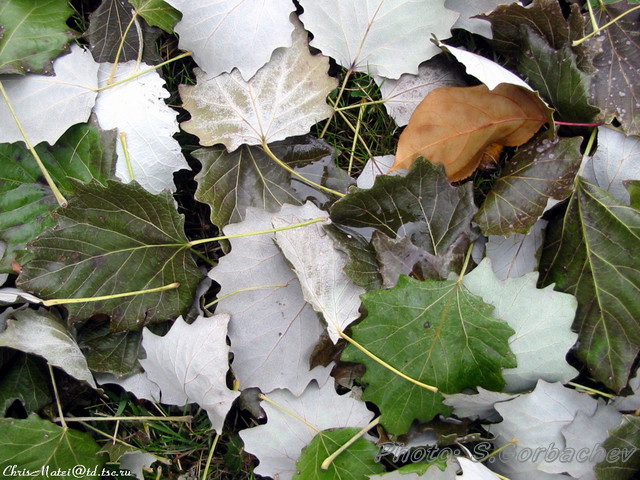 leaf_piece