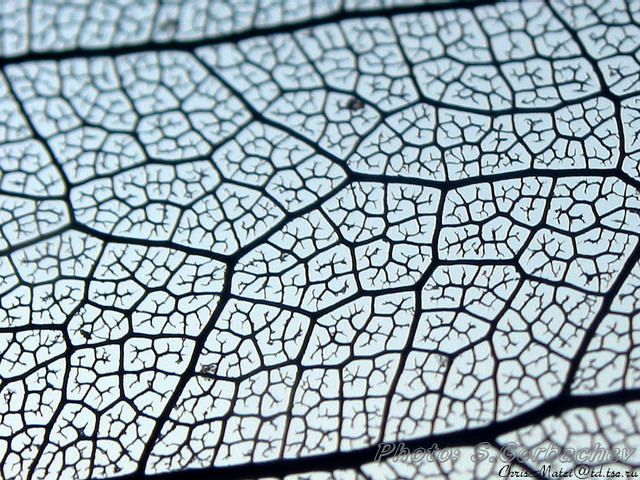 life_s_lines