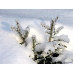 March's_snowdrops
