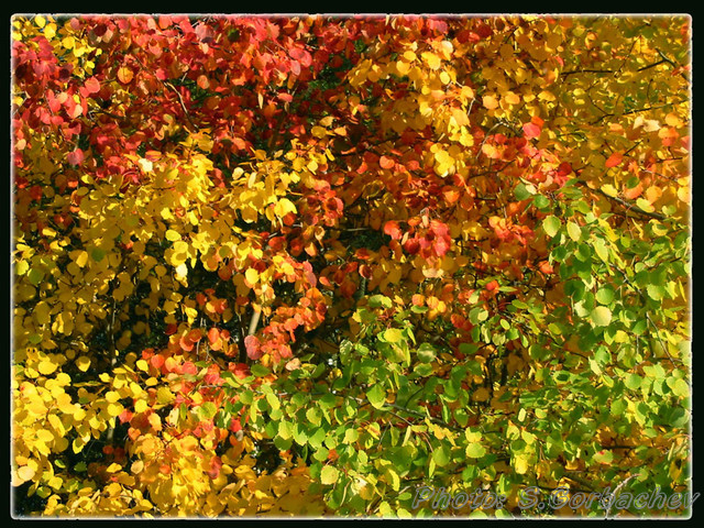 Palette