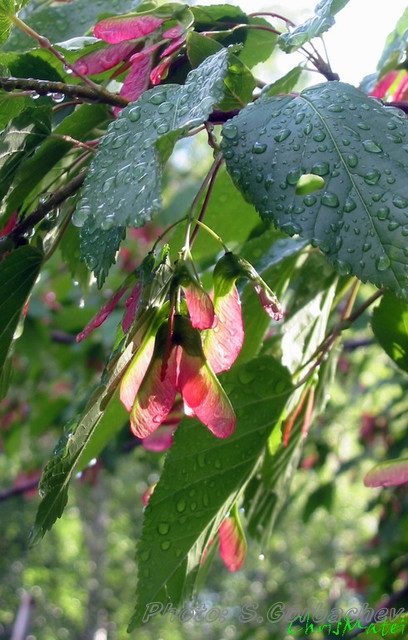 rain&sun