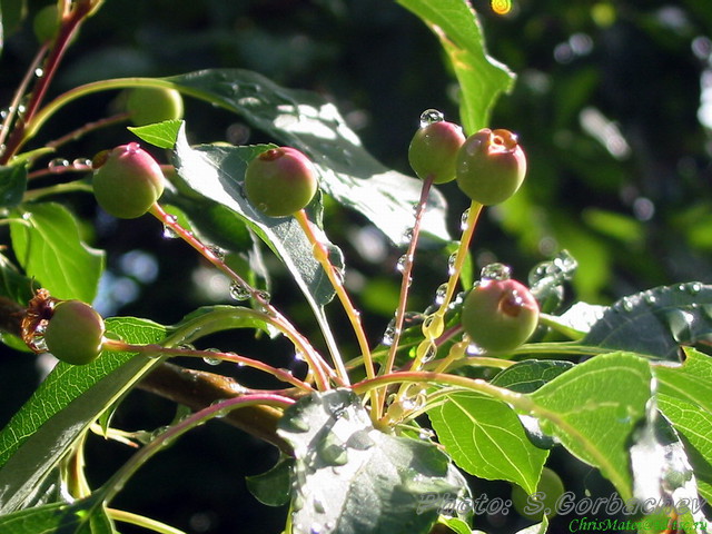 rain_and_sun(time_of_ripening)