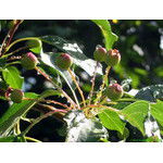 rain_and_sun(time_of_ripening)