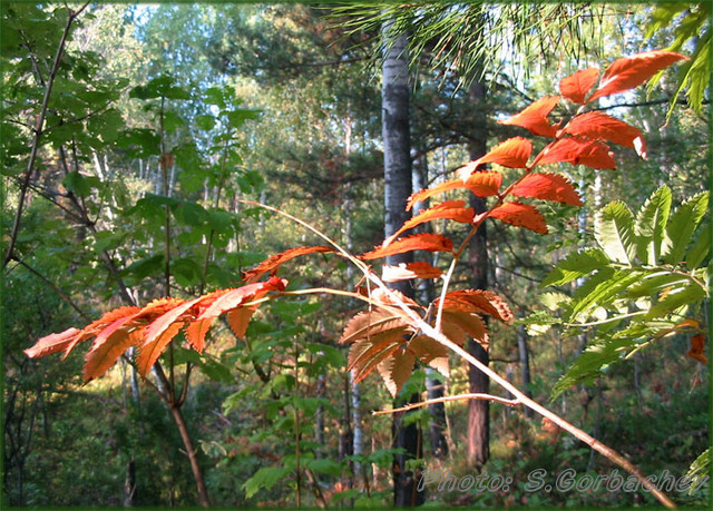 red_wings_of_autumn04