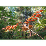 red_wings_of_autumn04